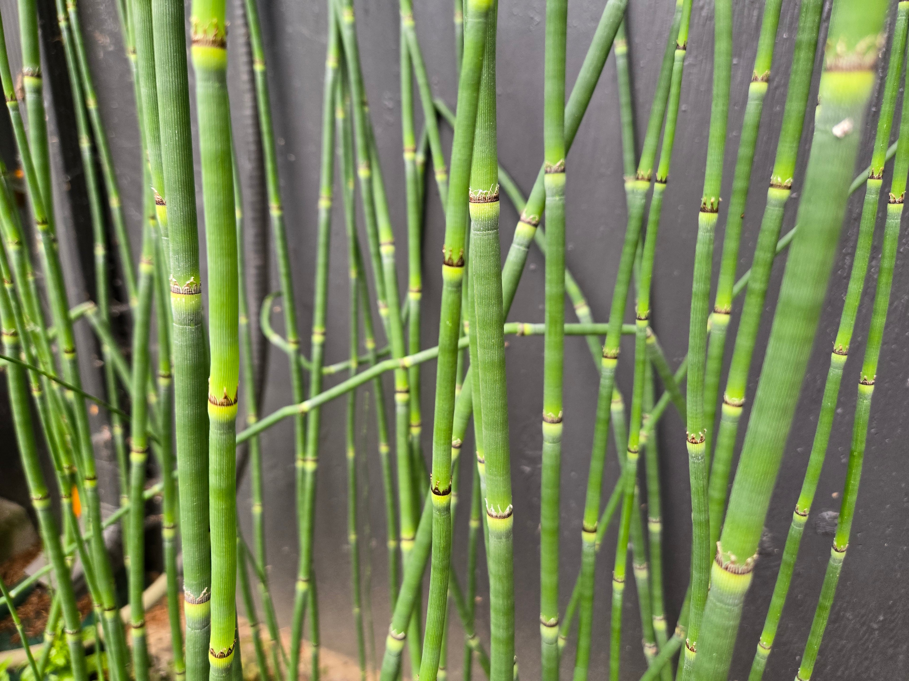 Equisetum hyemale