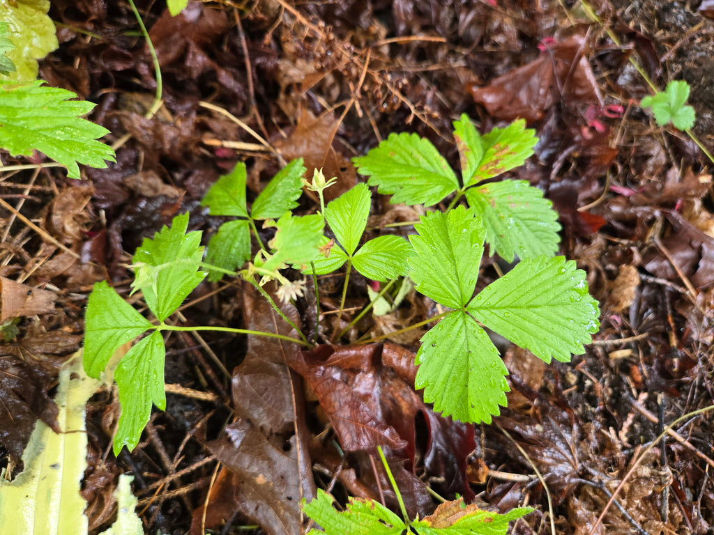 Fragaria vesca