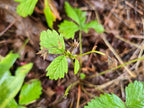 Fragaria vesca
