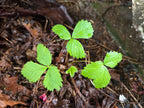 Fragaria vesca