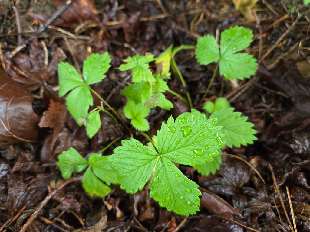 Fragaria vesca