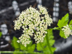 Oenanthe sarmentosa