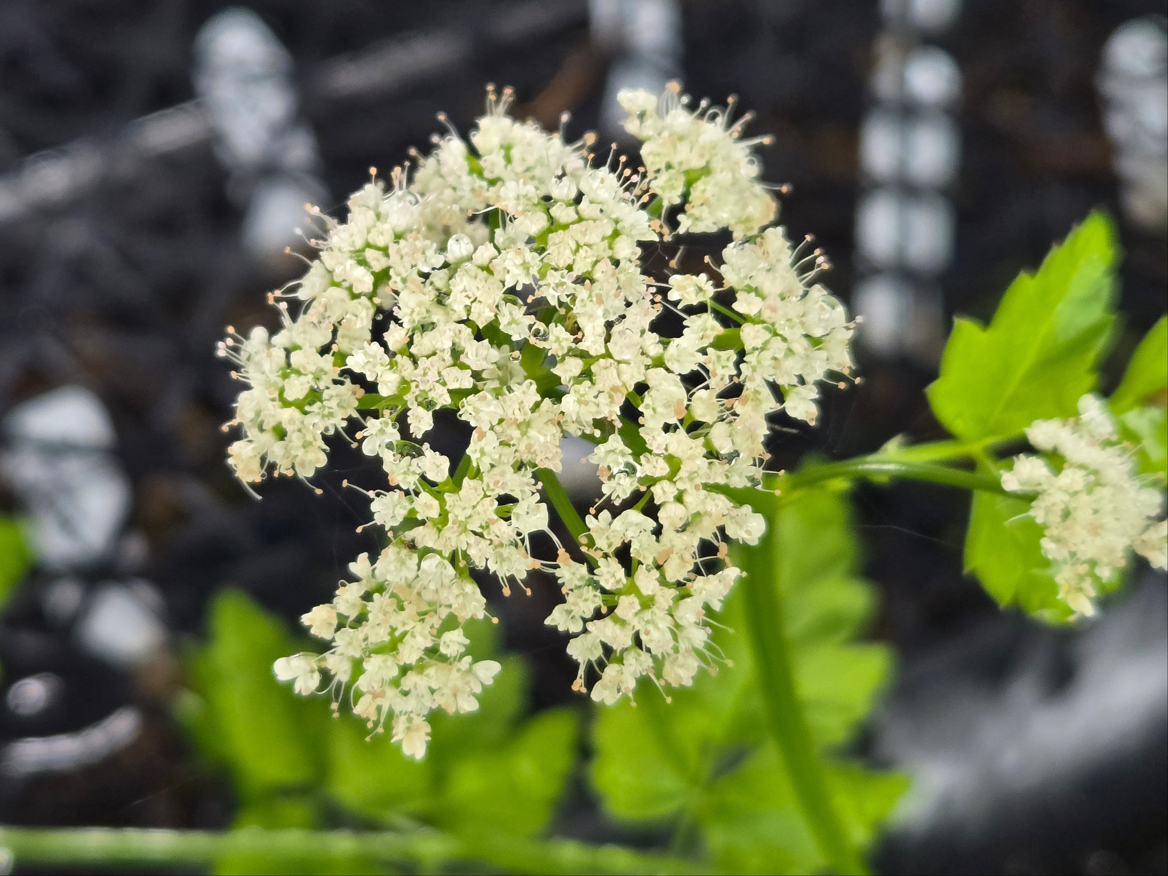 Oenanthe sarmentosa