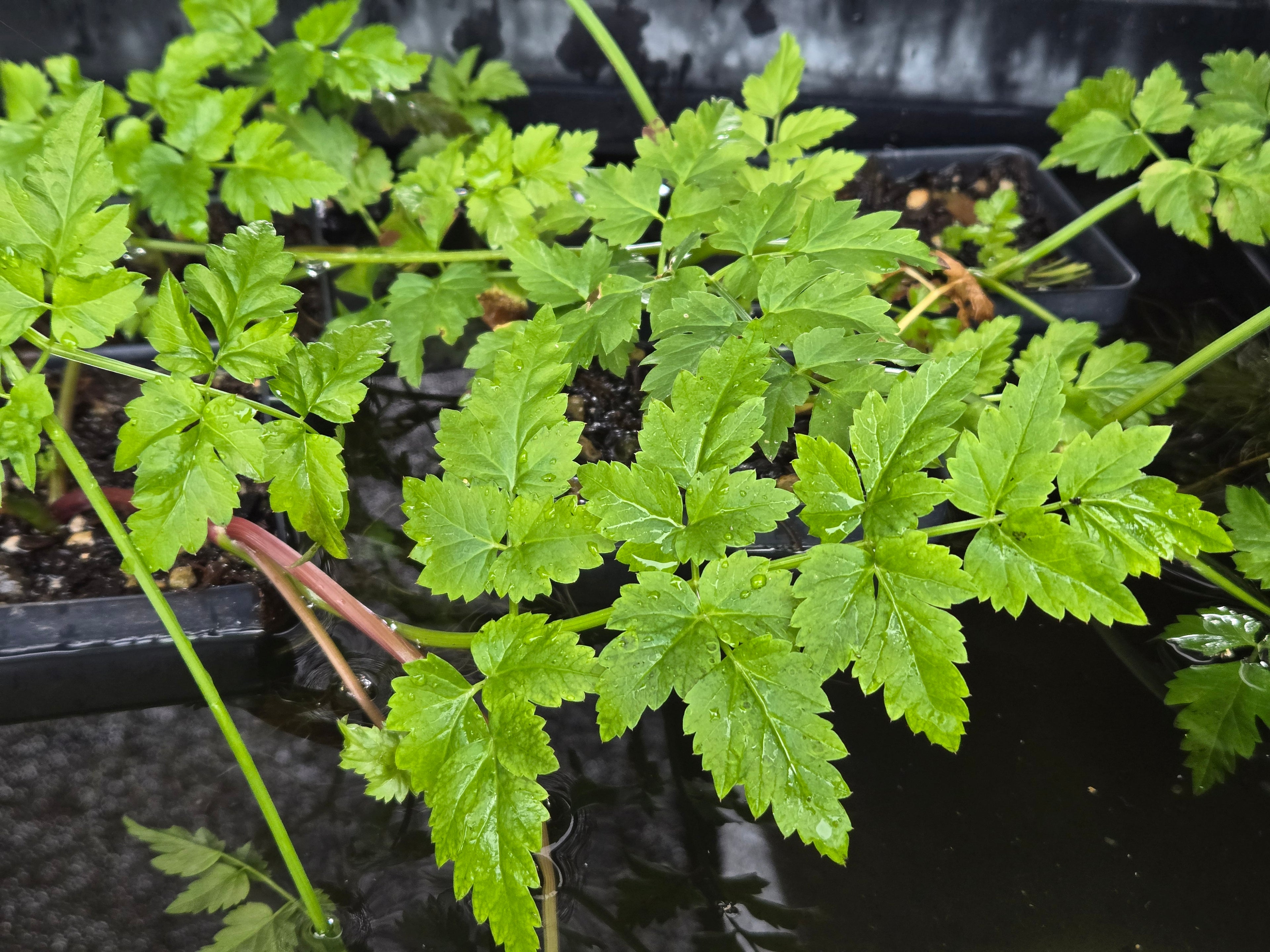 Oenanthe sarmentosa