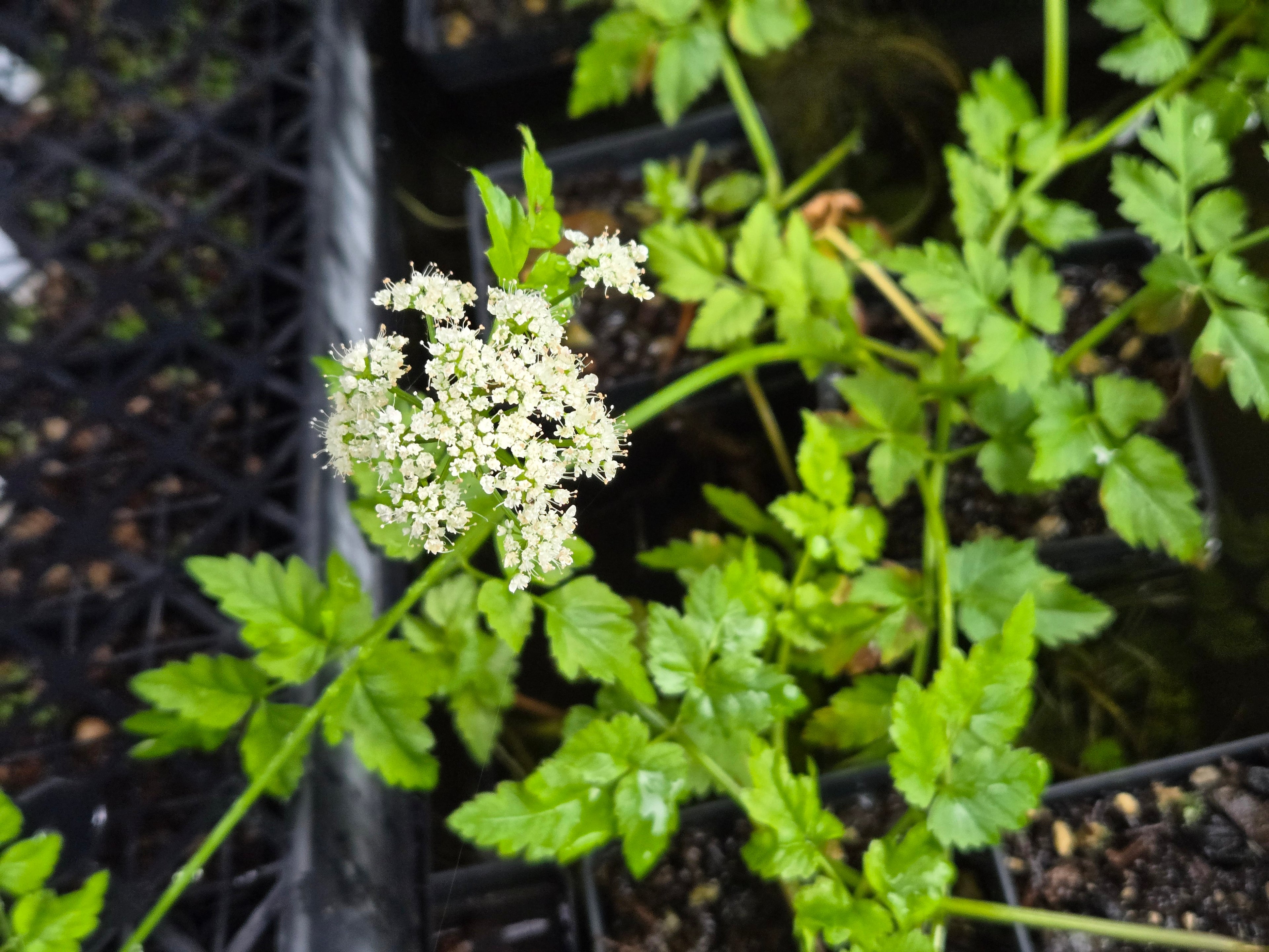 Oenanthe sarmentosa