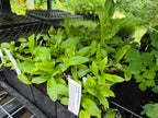 Symphyotricum foliaceum