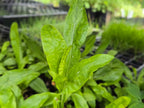 Symphyotricum foliaceum