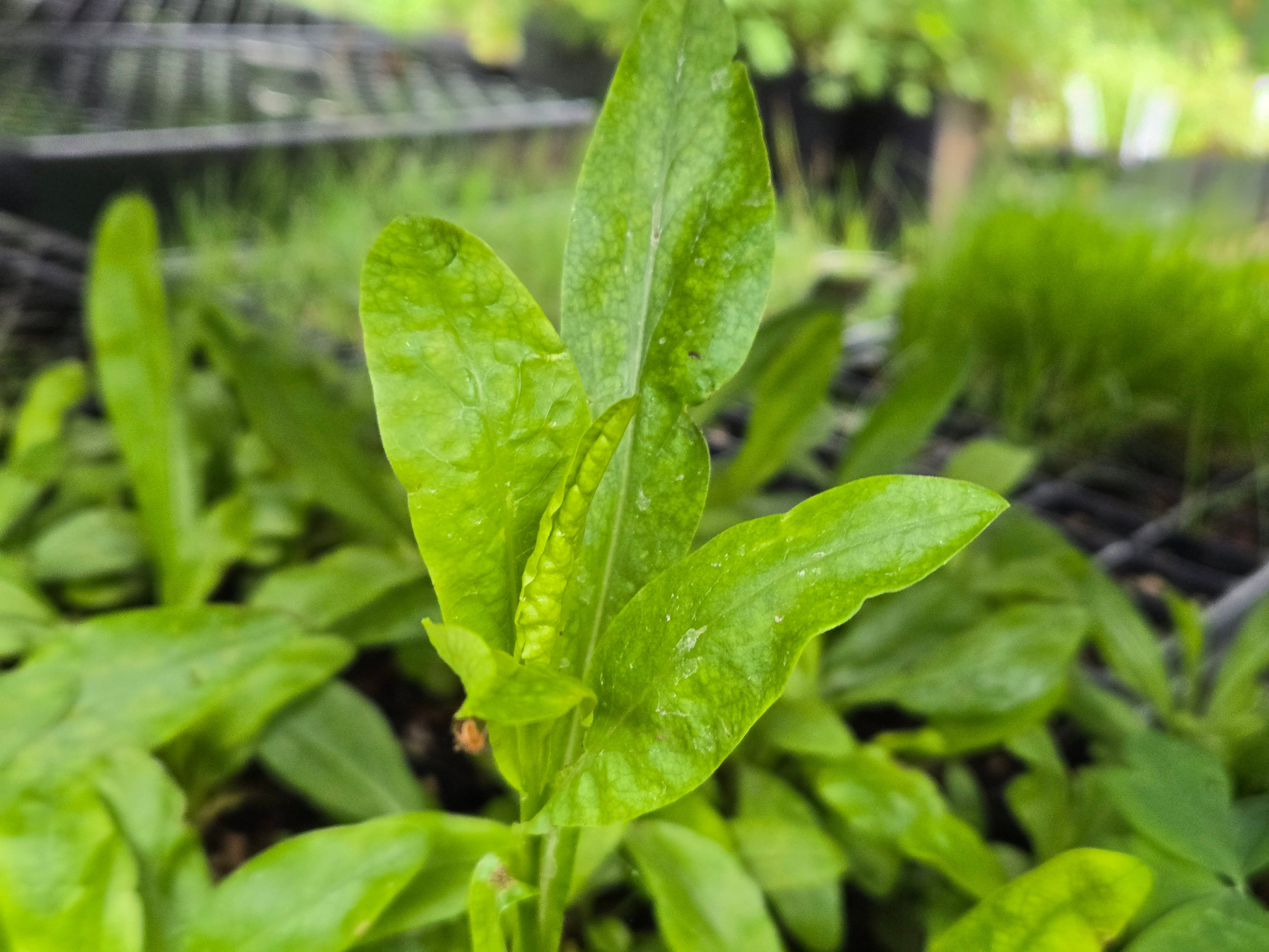 Symphyotricum foliaceum