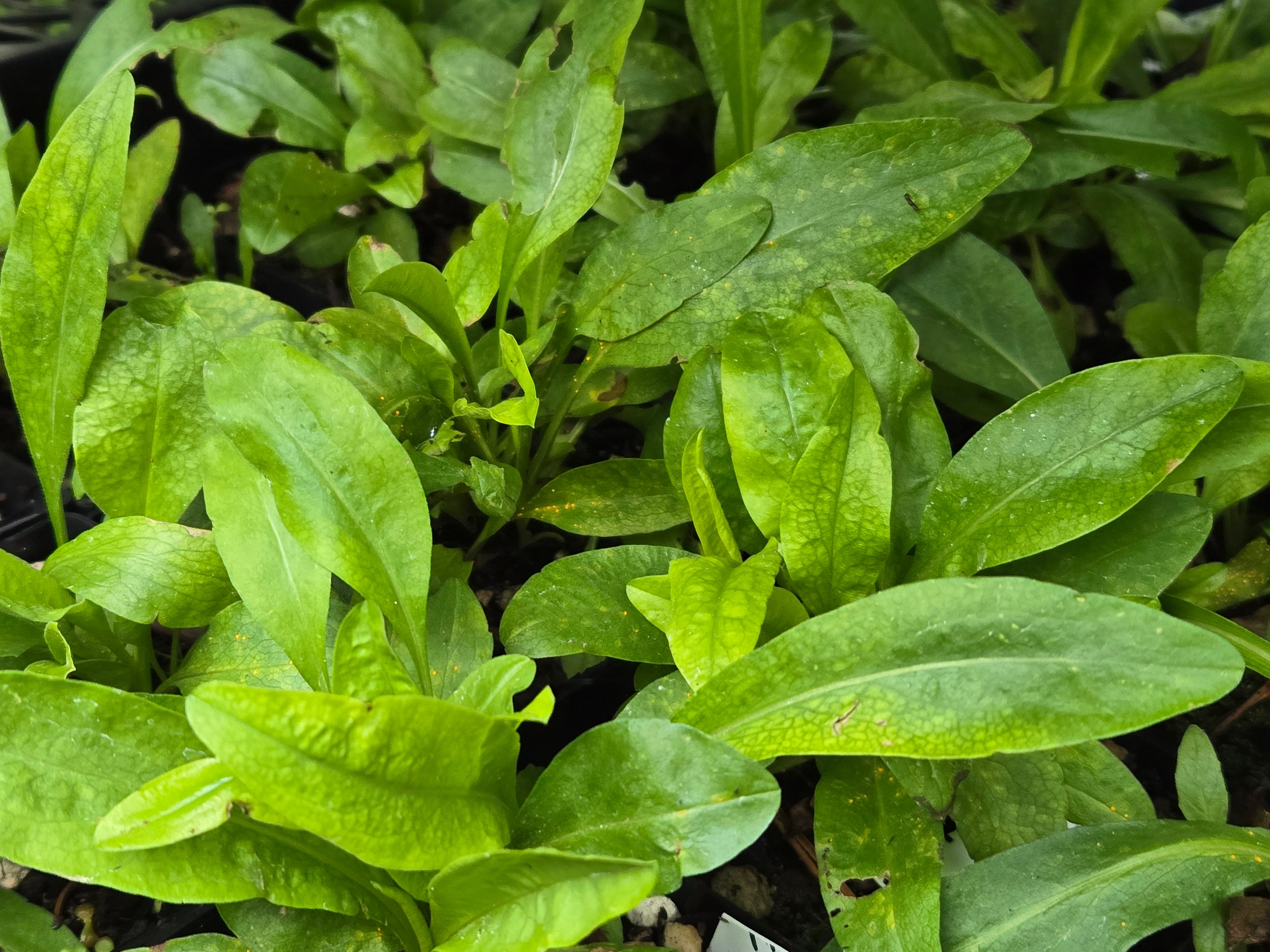 Symphyotricum foliaceum