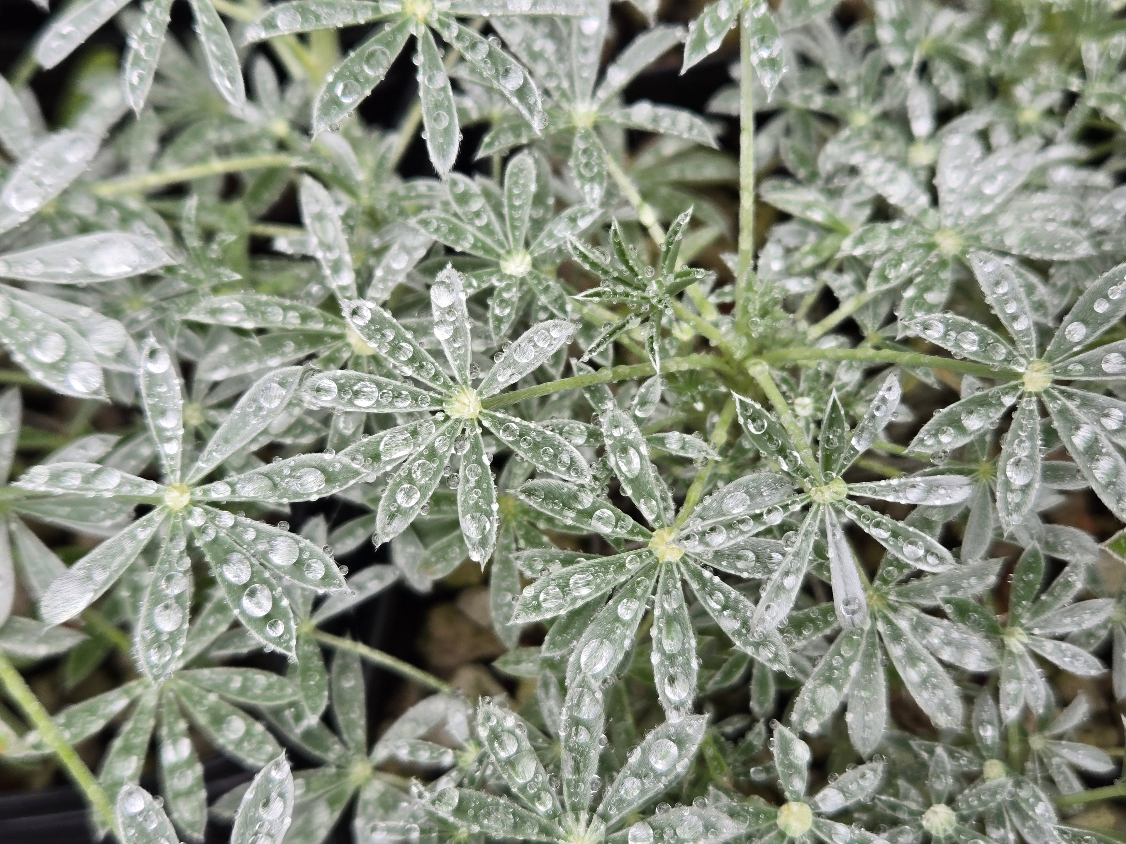 Lupinus albifrons