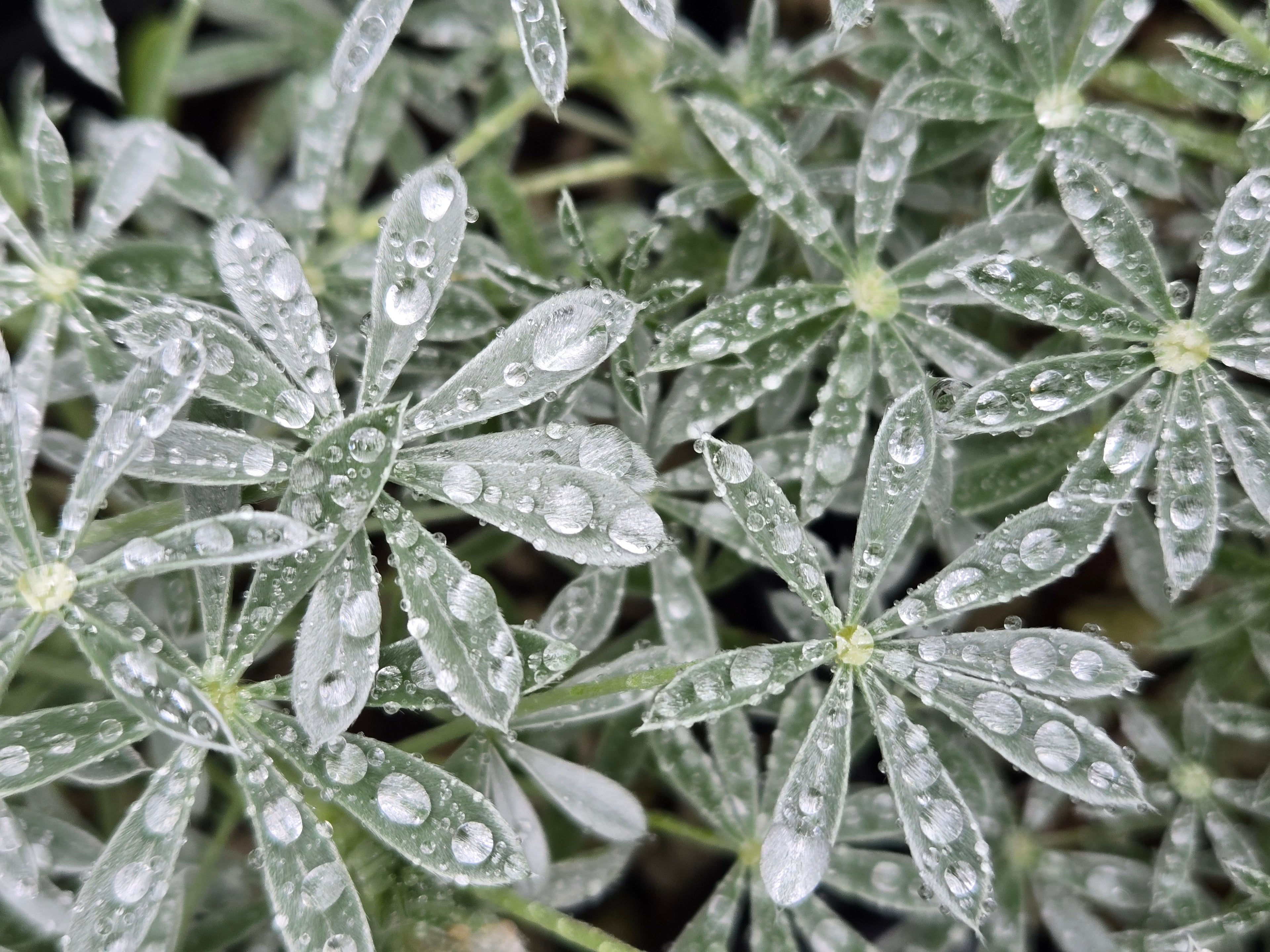 Lupinus albifrons