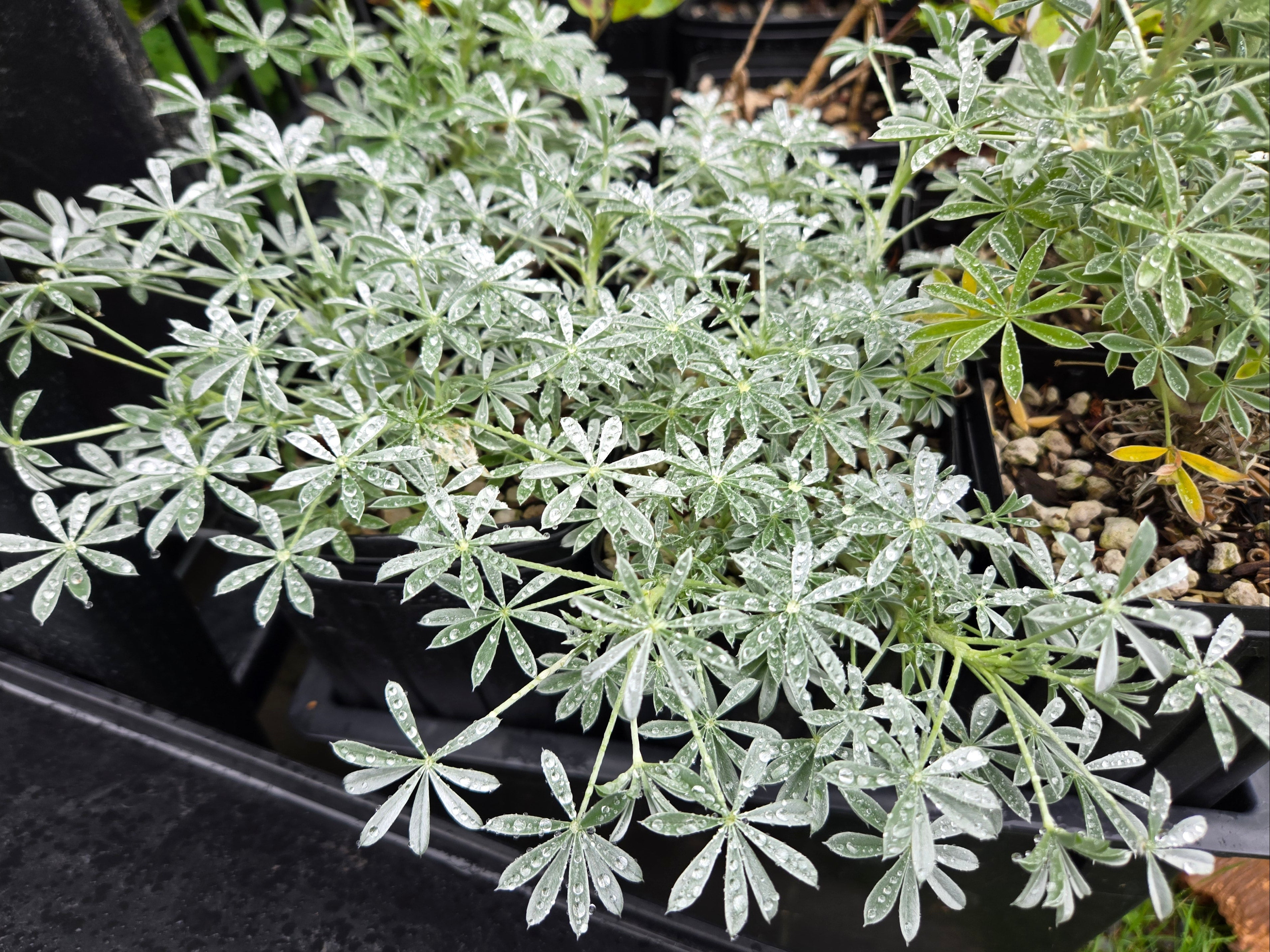 Lupinus albifrons