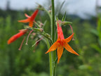 Ipomopsis aggregata