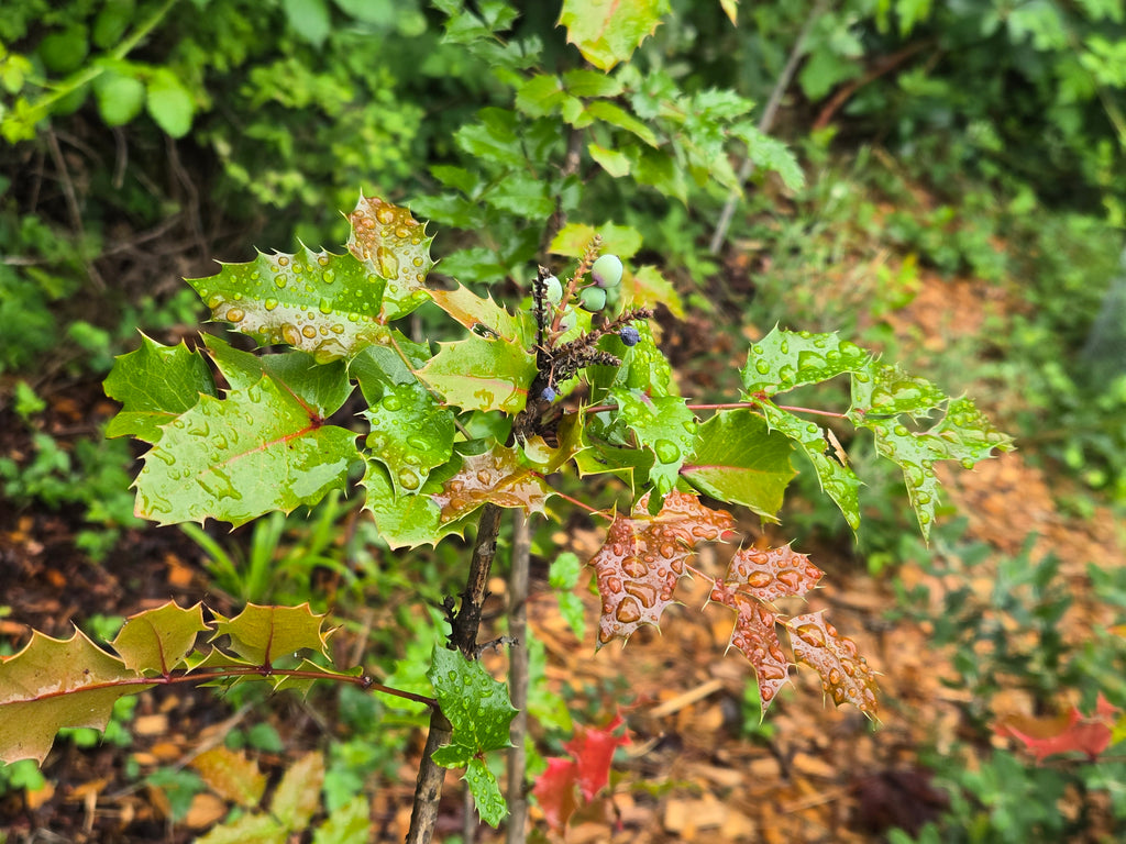 Mahonia aquifolium