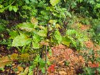 Mahonia aquifolium