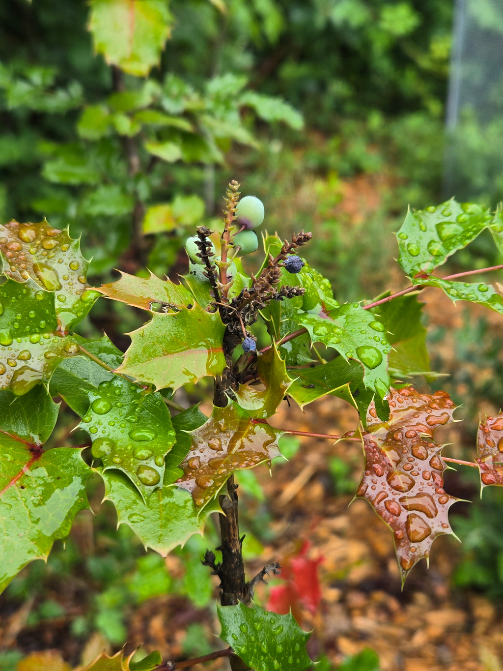 Mahonia aquifolium