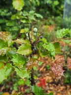 Mahonia aquifolium