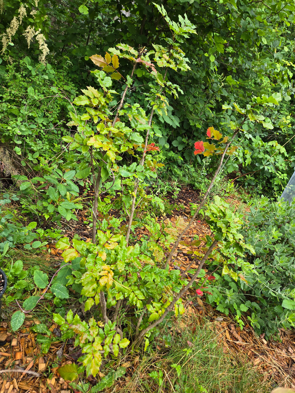 Mahonia aquifolium