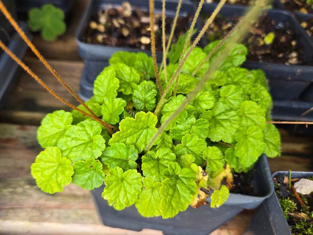 Brewerimitella ovalis