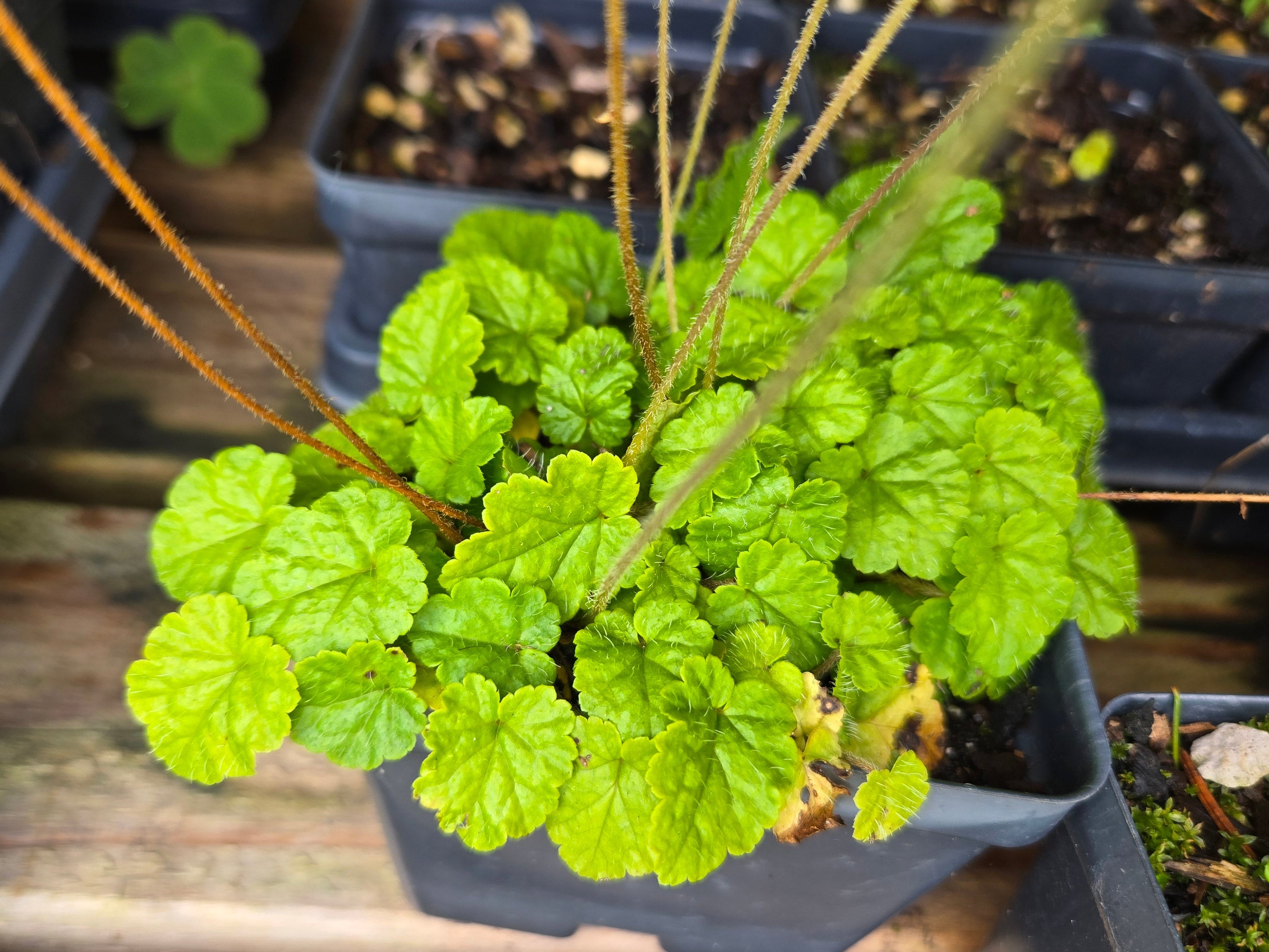 Brewerimitella ovalis