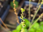 Brewerimitella ovalis