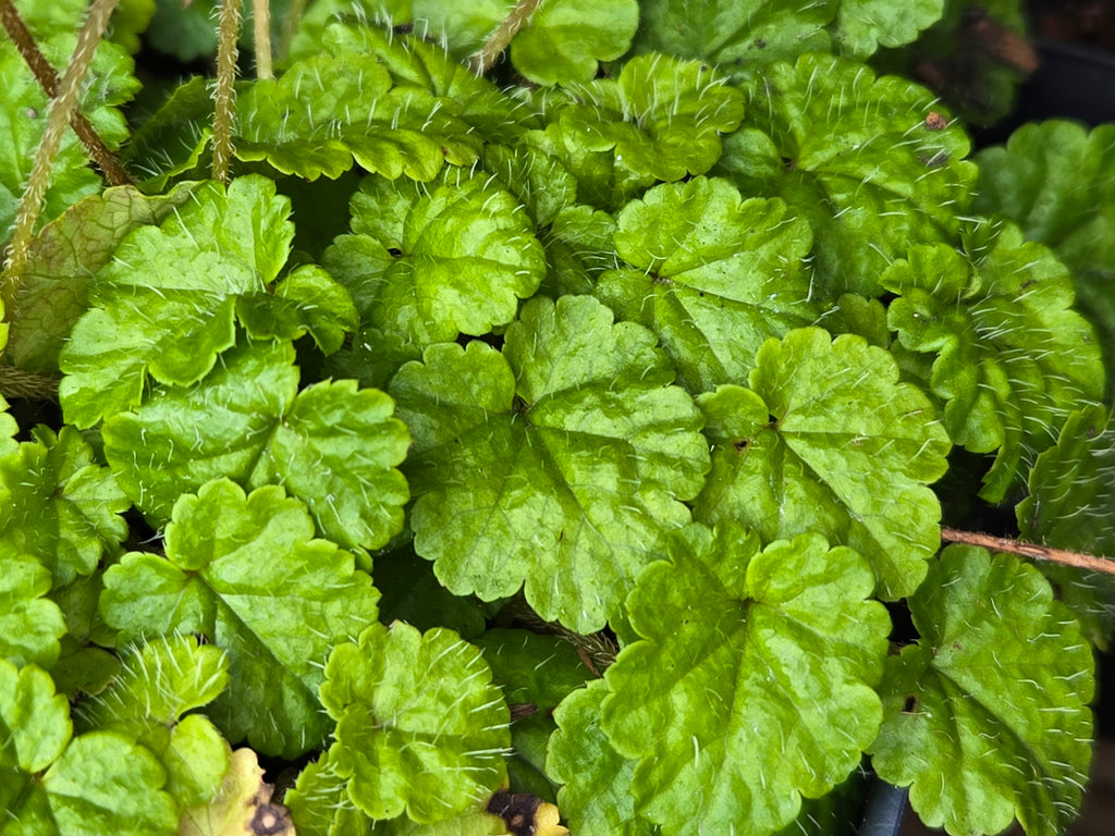 Brewerimitella ovalis