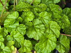 Brewerimitella ovalis