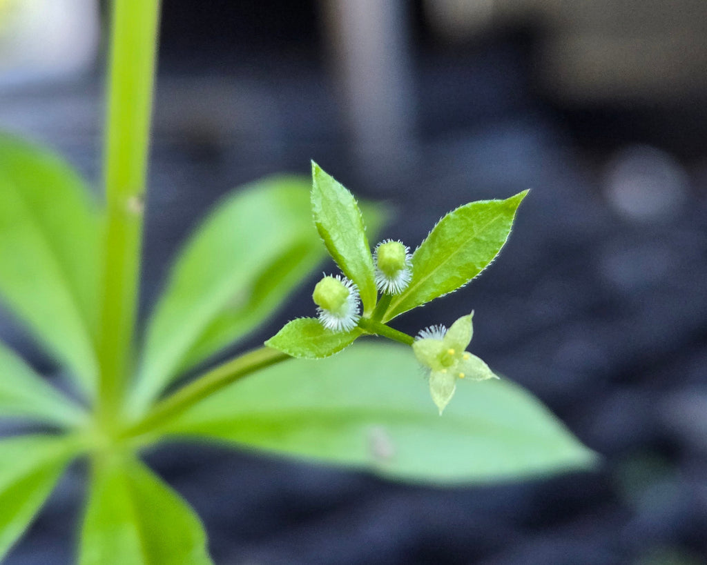 Galium triflorum
