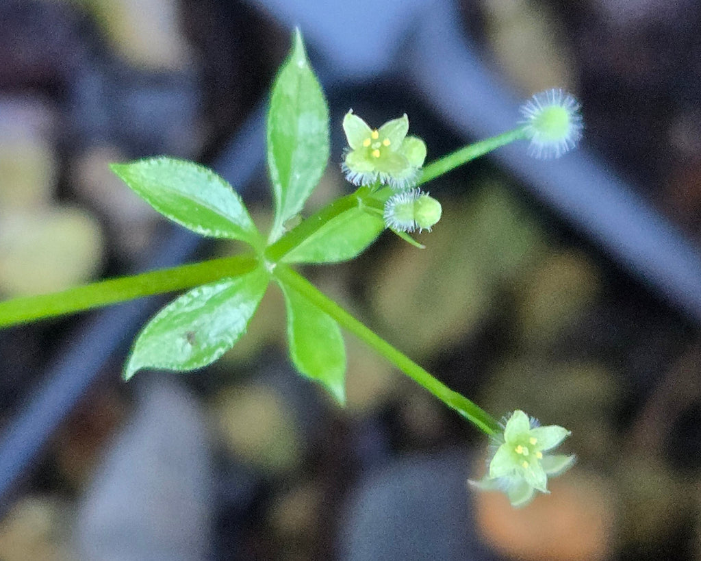 Galium triflorum