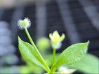 Galium triflorum