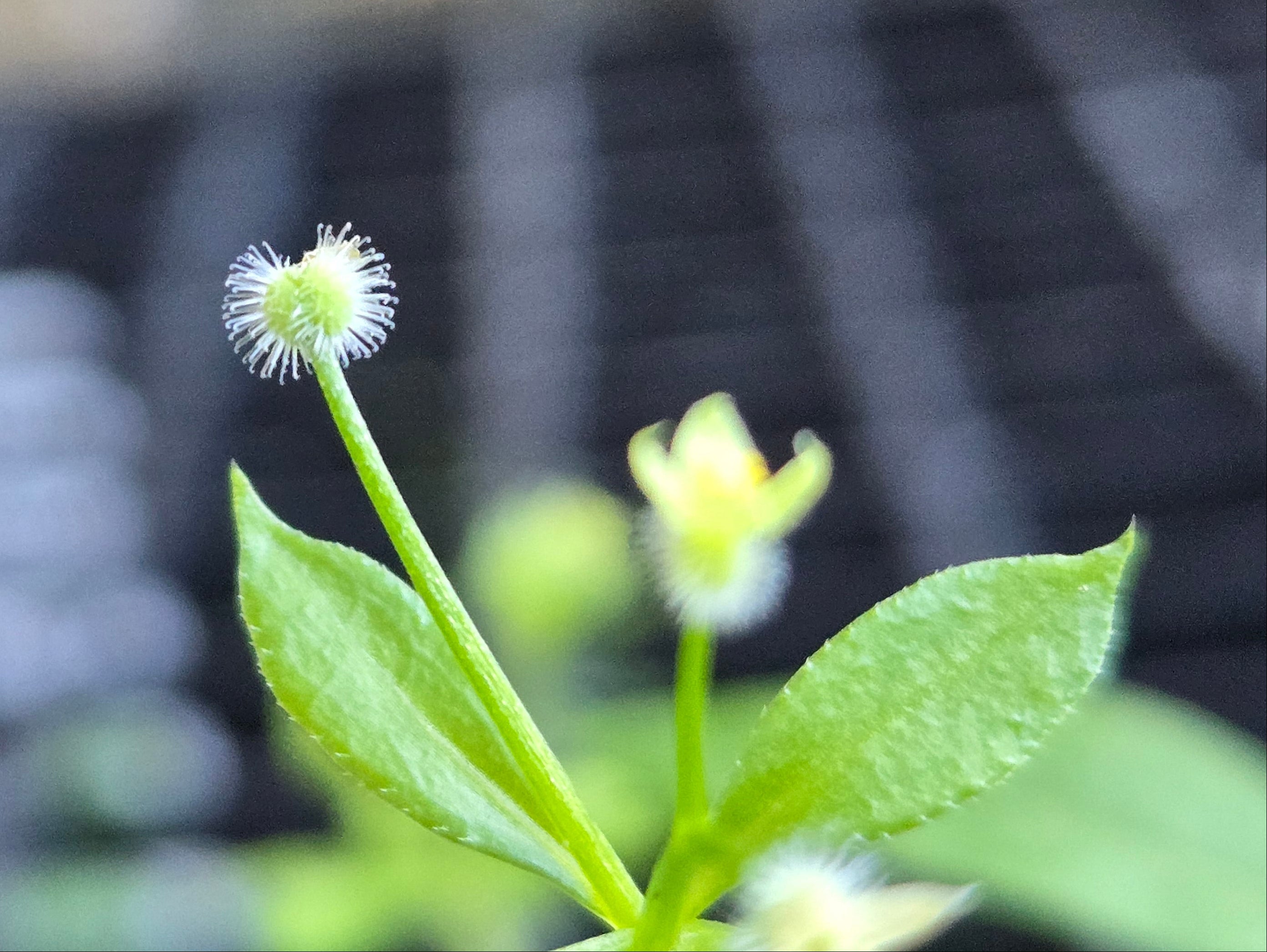 Galium triflorum
