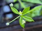 Galium triflorum