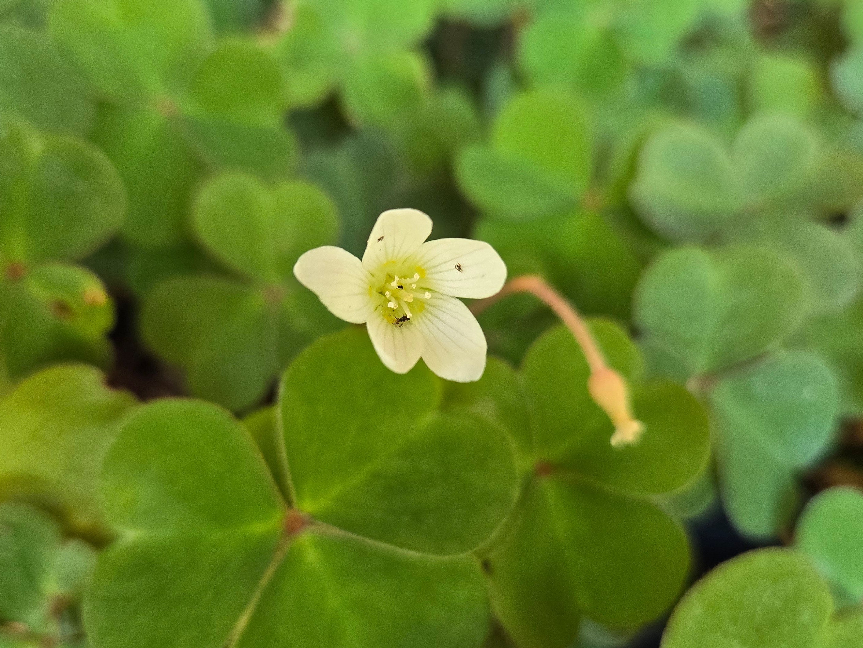 Oxalis oregana