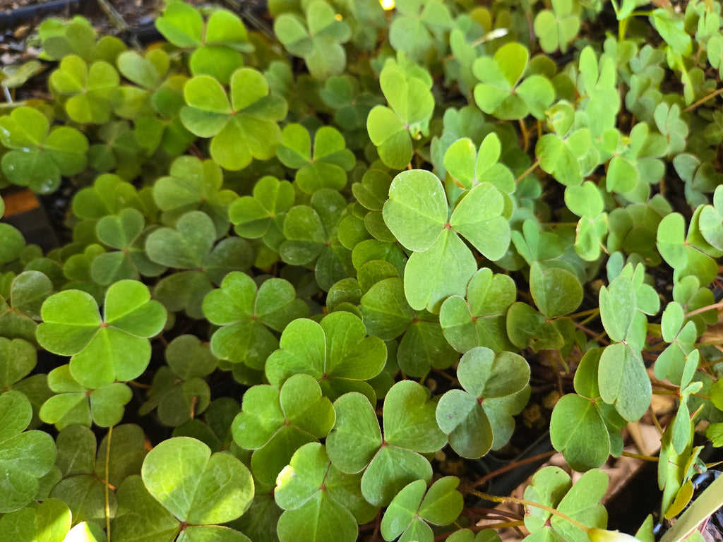 Oxalis oregana
