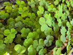 Oxalis oregana