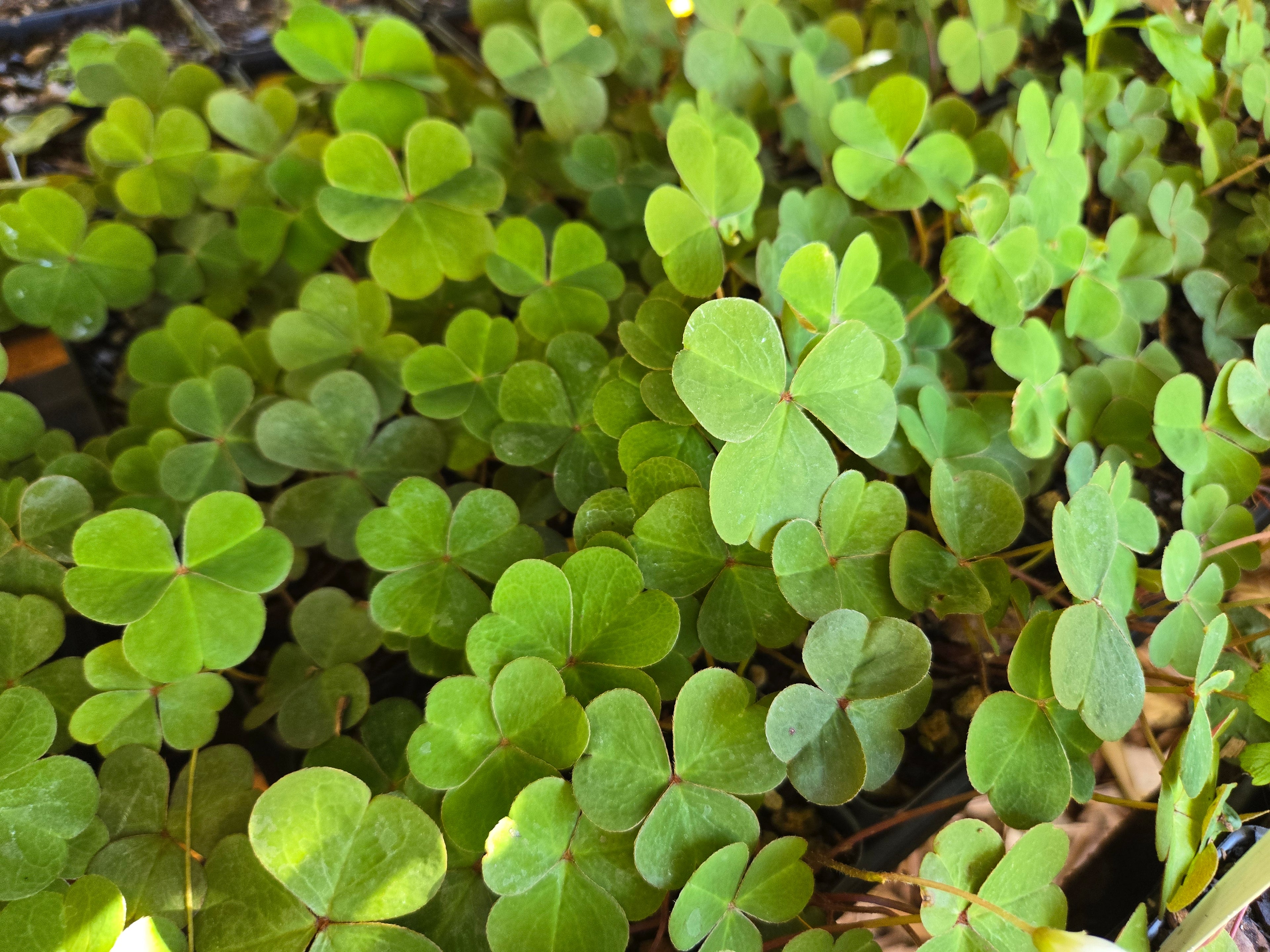 Oxalis oregana