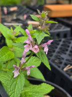 Stachys rigida