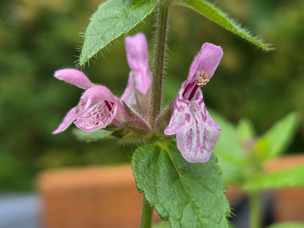 Stachys rigida