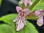 Stachys rigida
