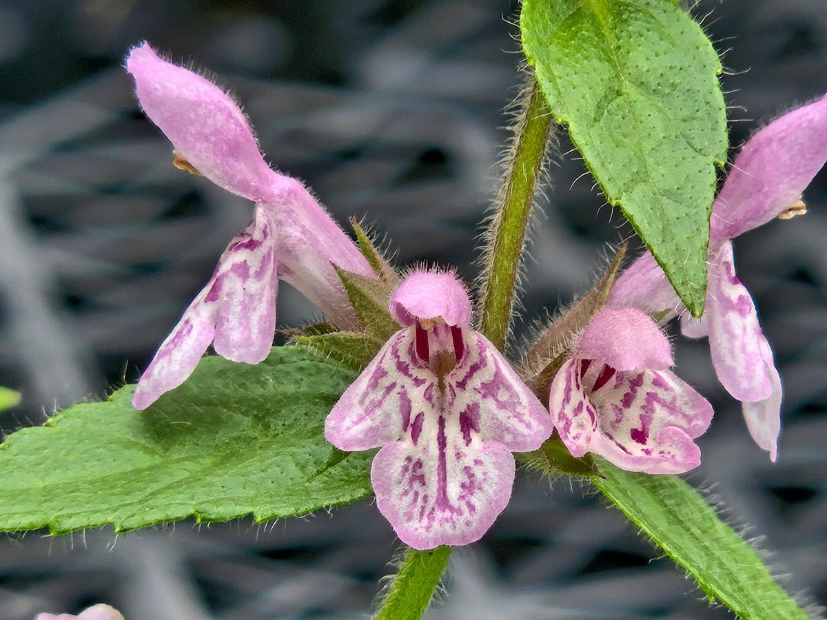 Stachys rigida