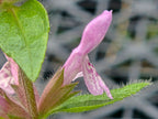 Stachys rigida