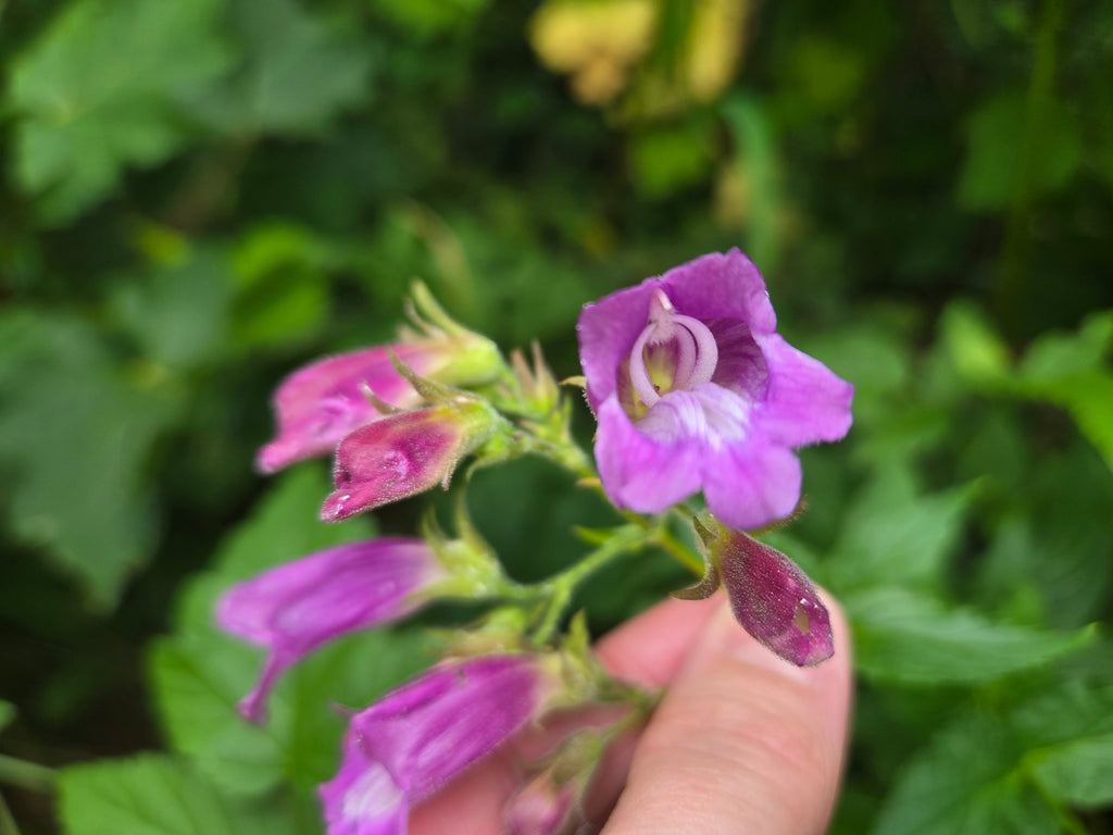 Nothochelone nemorosa