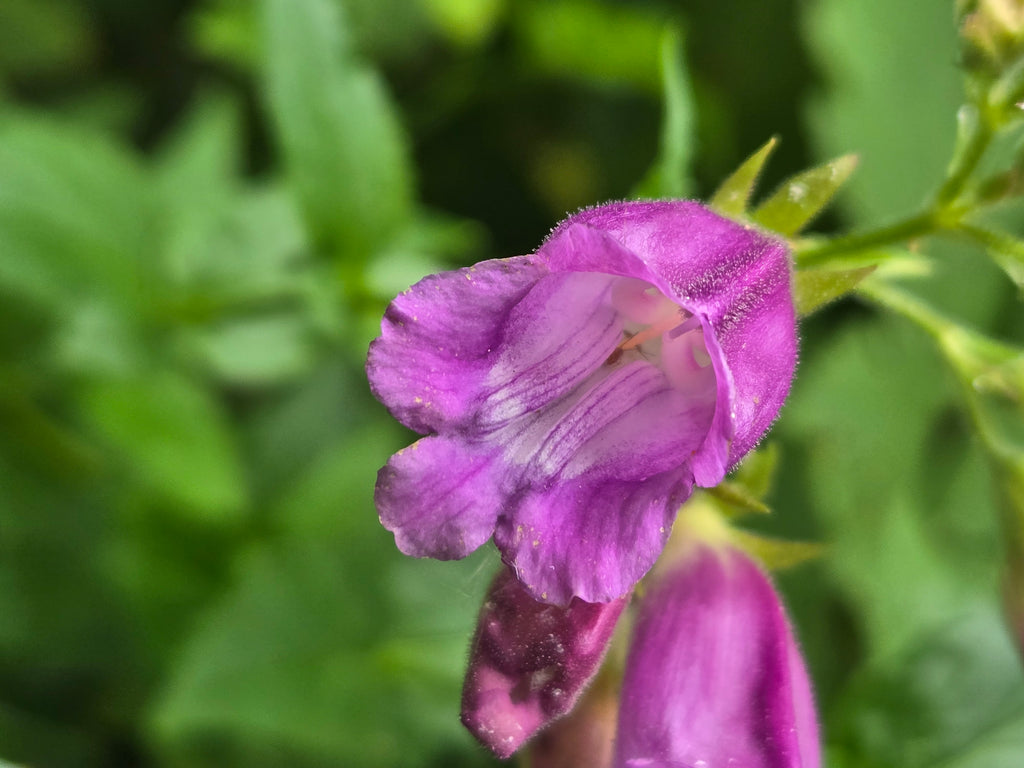 Nothochelone nemorosa