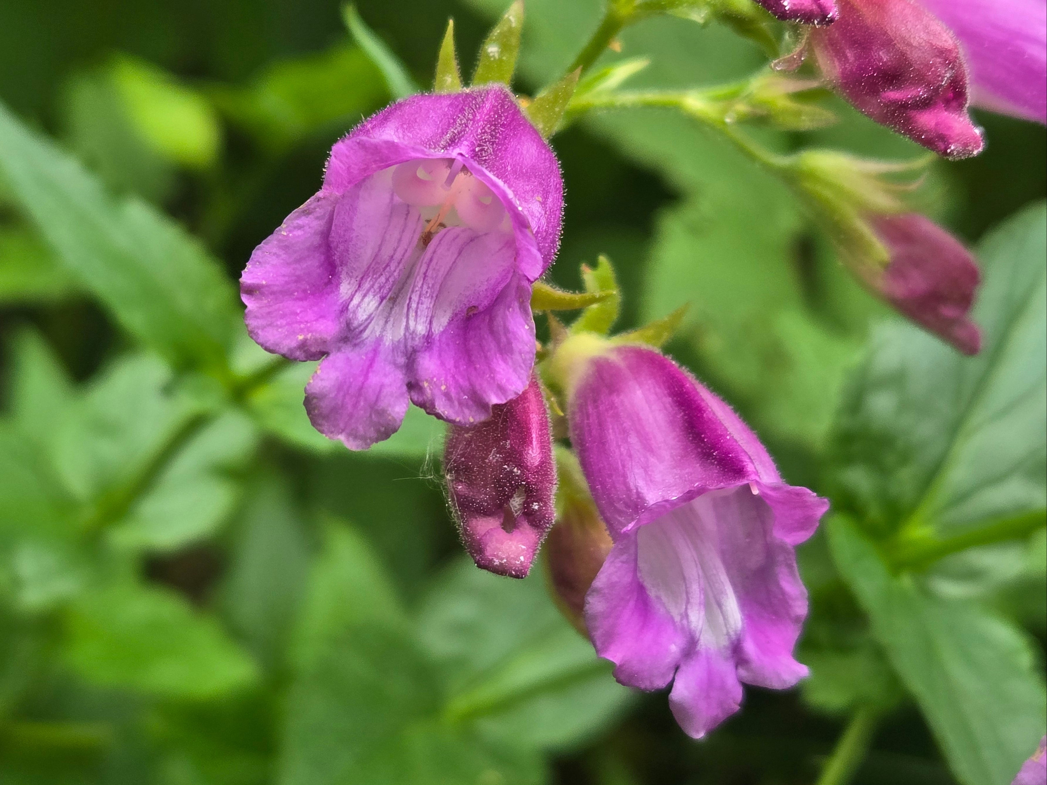 Nothochelone nemorosa