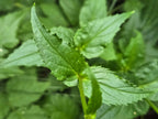 Nothochelone nemorosa