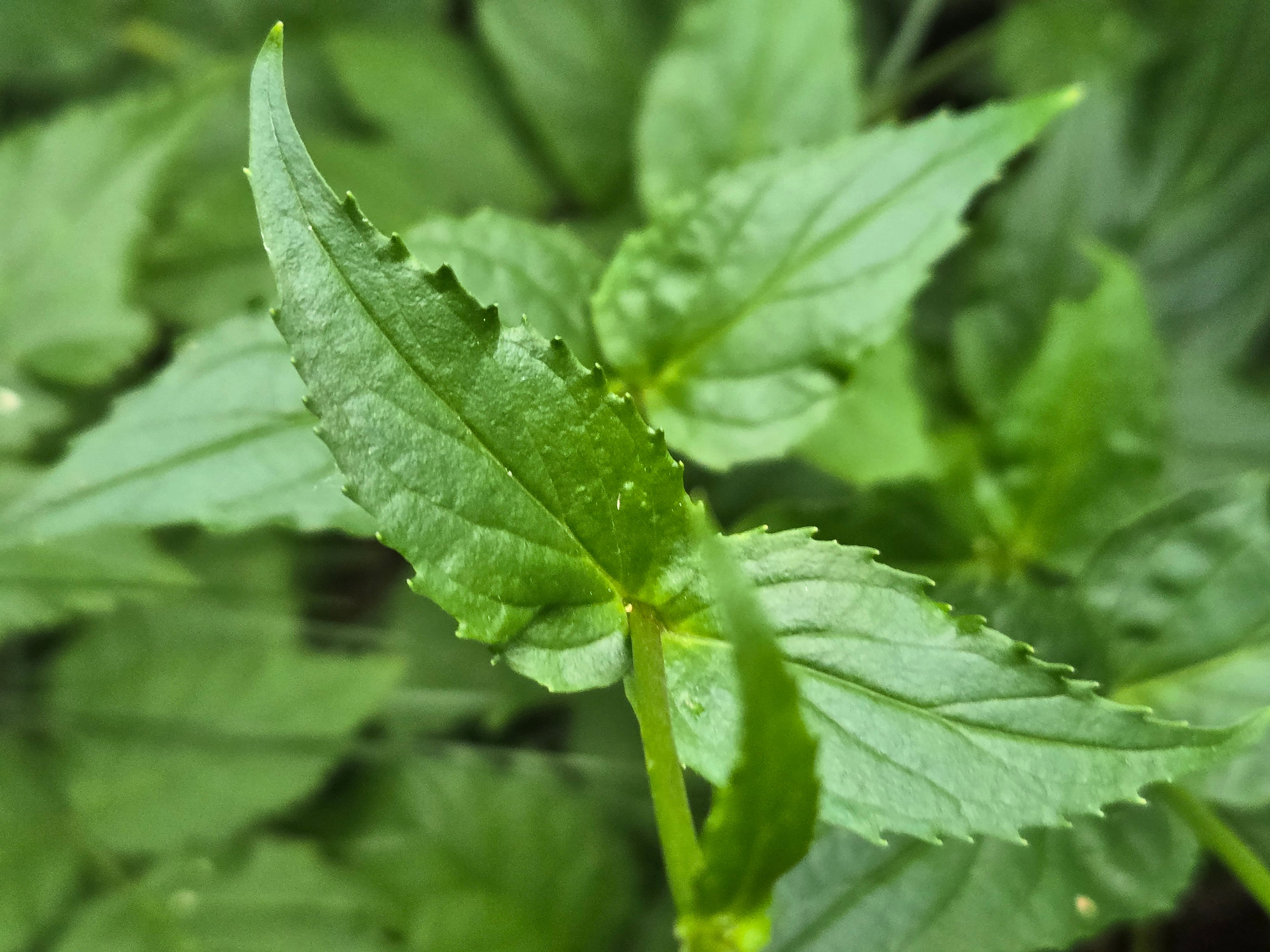 Nothochelone nemorosa