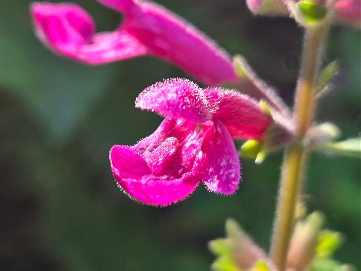 Stachys cooleyae