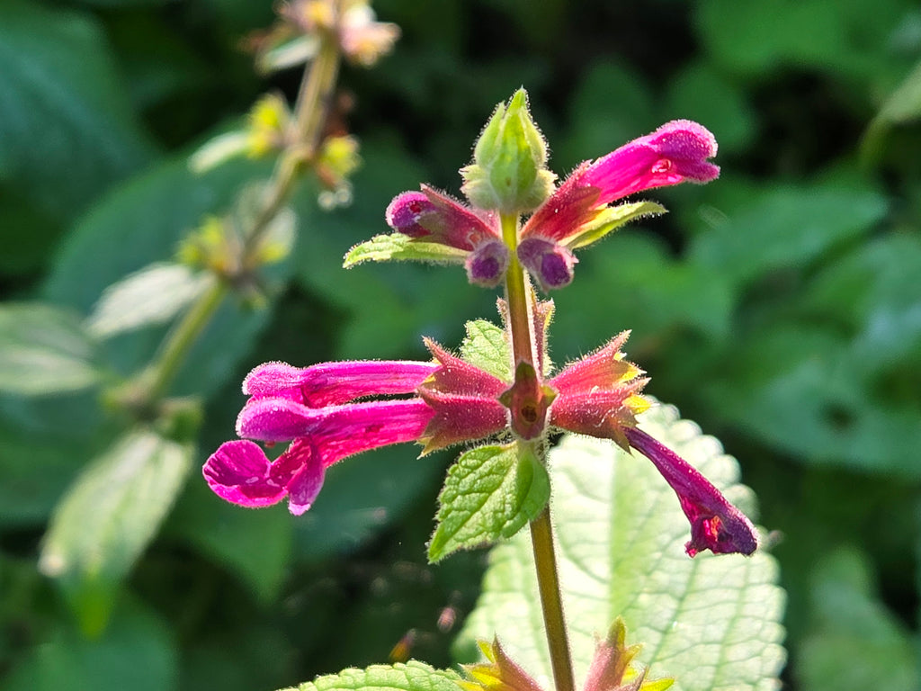 Stachys cooleyae
