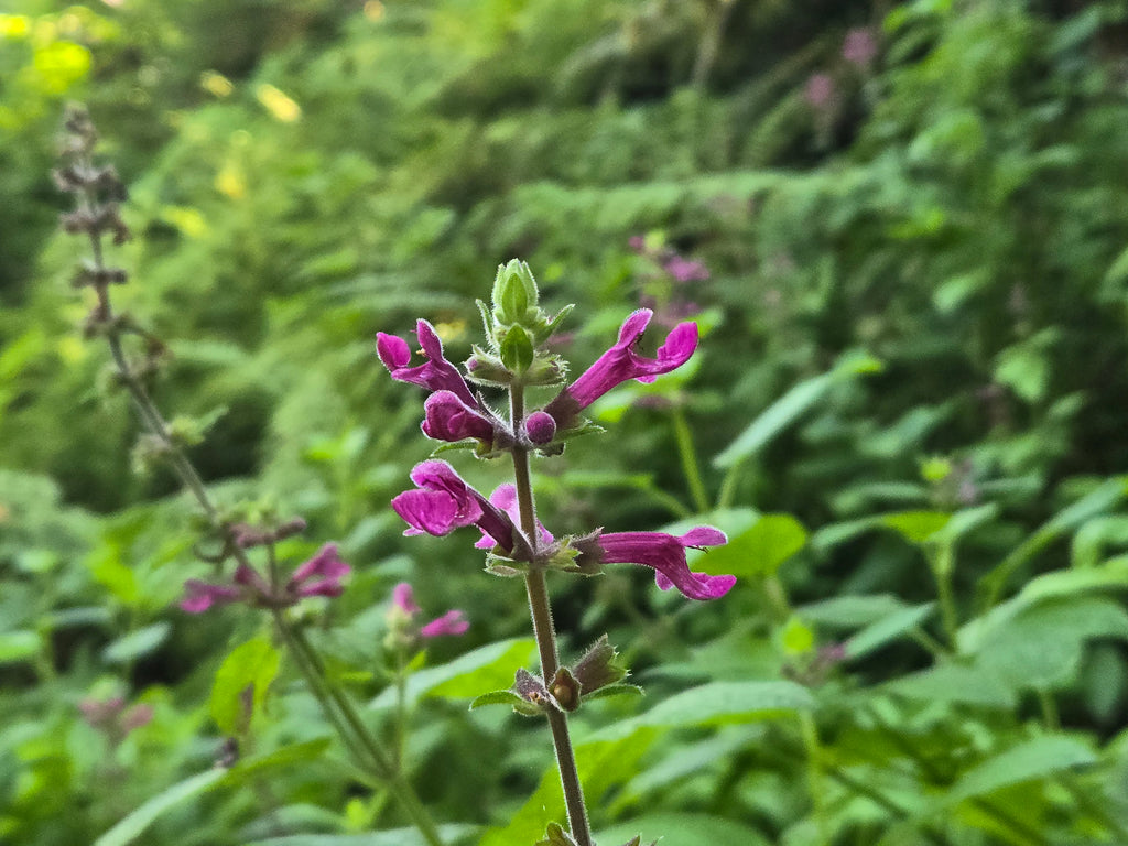 Stachys cooleyae