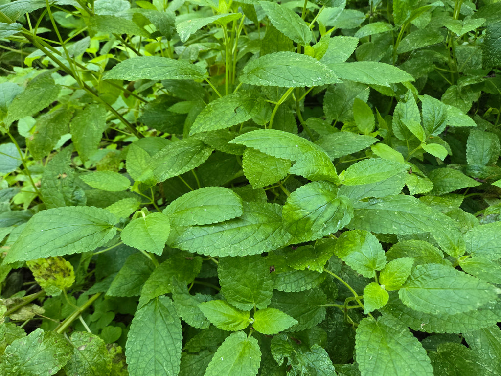 Stachys cooleyae